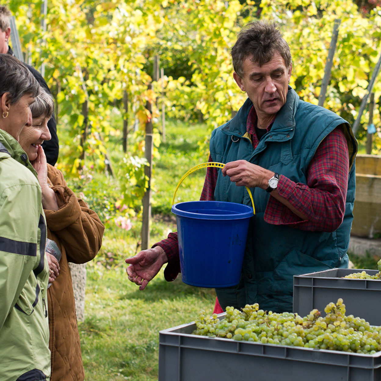 Ein Winzer in einer grünen Weste und kariertem Hemd steht in einem Weinberg und hält einen blauen Eimer. Vor ihm lauschen interessierte Menschen, während er etwas erklärt. Im Vordergrund stehen Kisten voller frisch geernteter grüner Trauben.